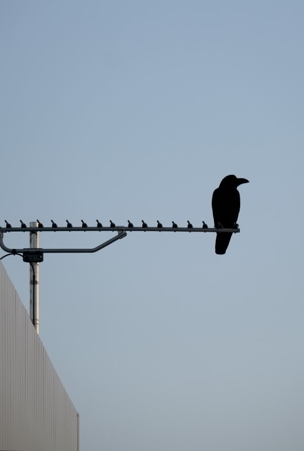 Blade Runner | Dangerous Days 02 - Man/Machine, Humans, Animals